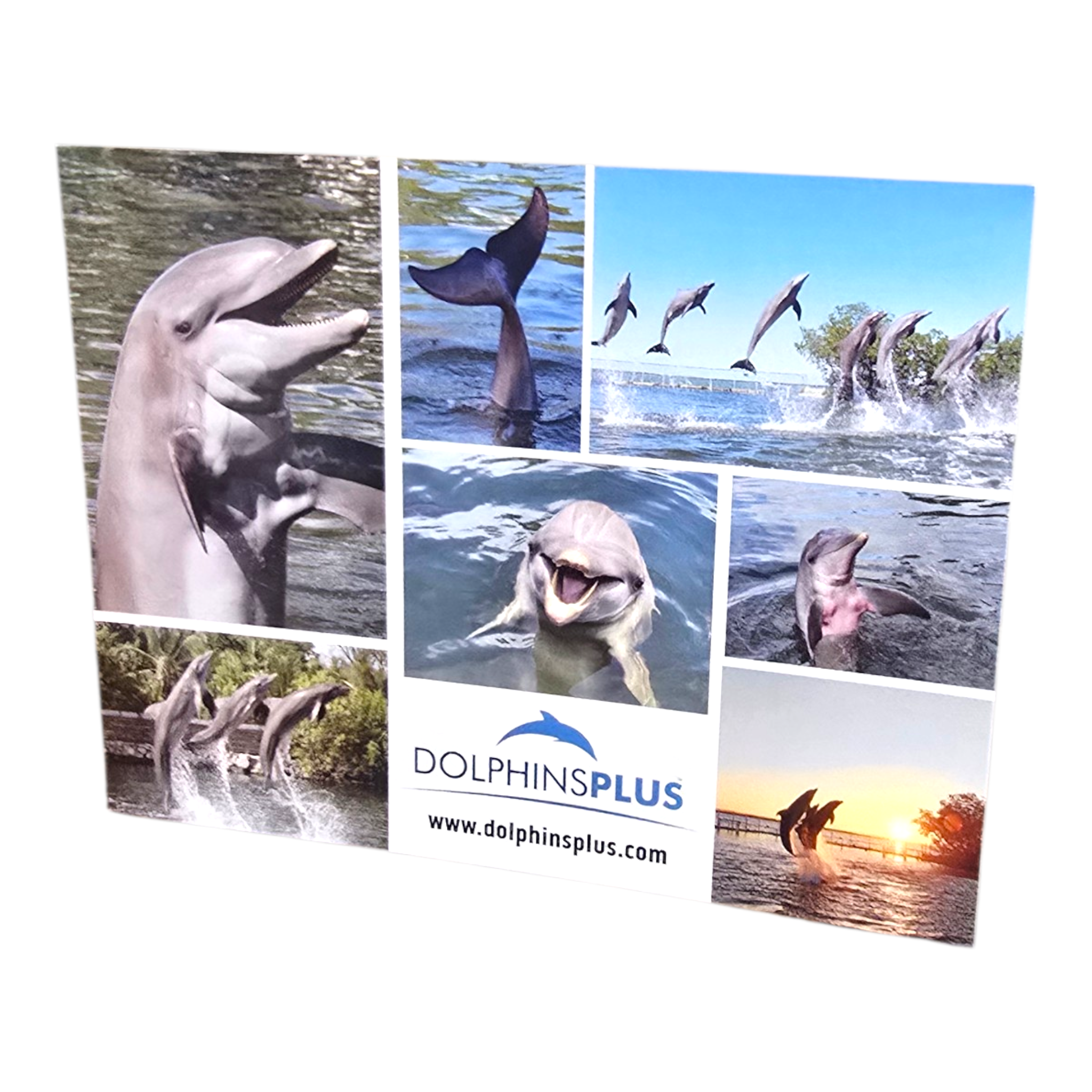 Dolphins Plus Post Card