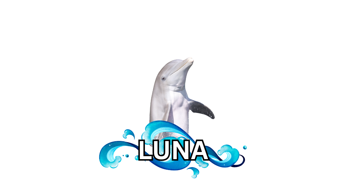 Dolphin Magnets! 🐬🌴