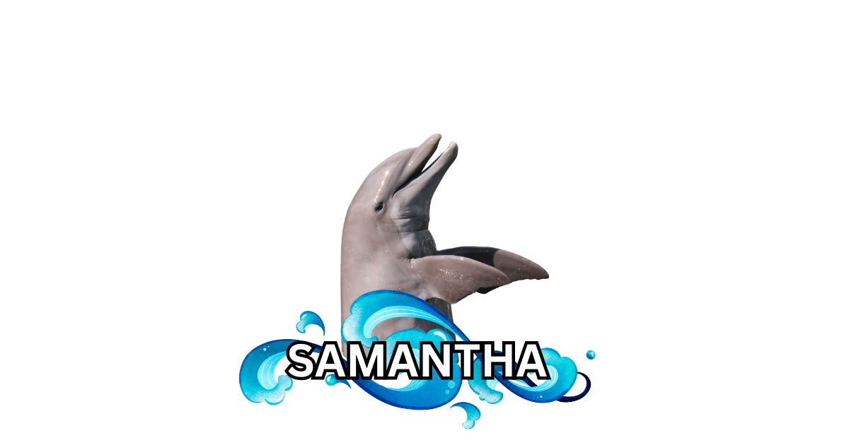 Dolphin Magnets! 🐬🌴