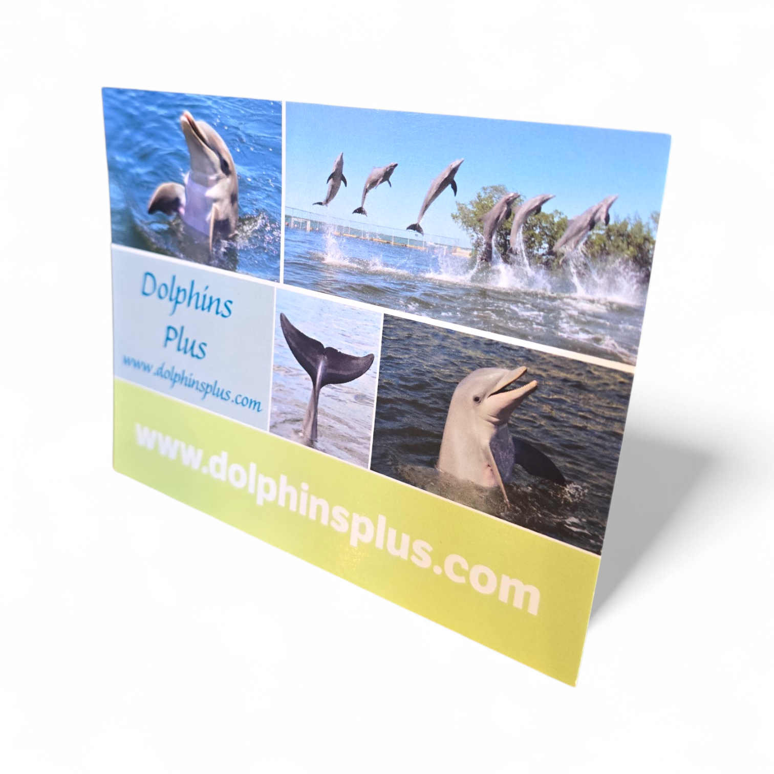 Dolphins Plus Post Card