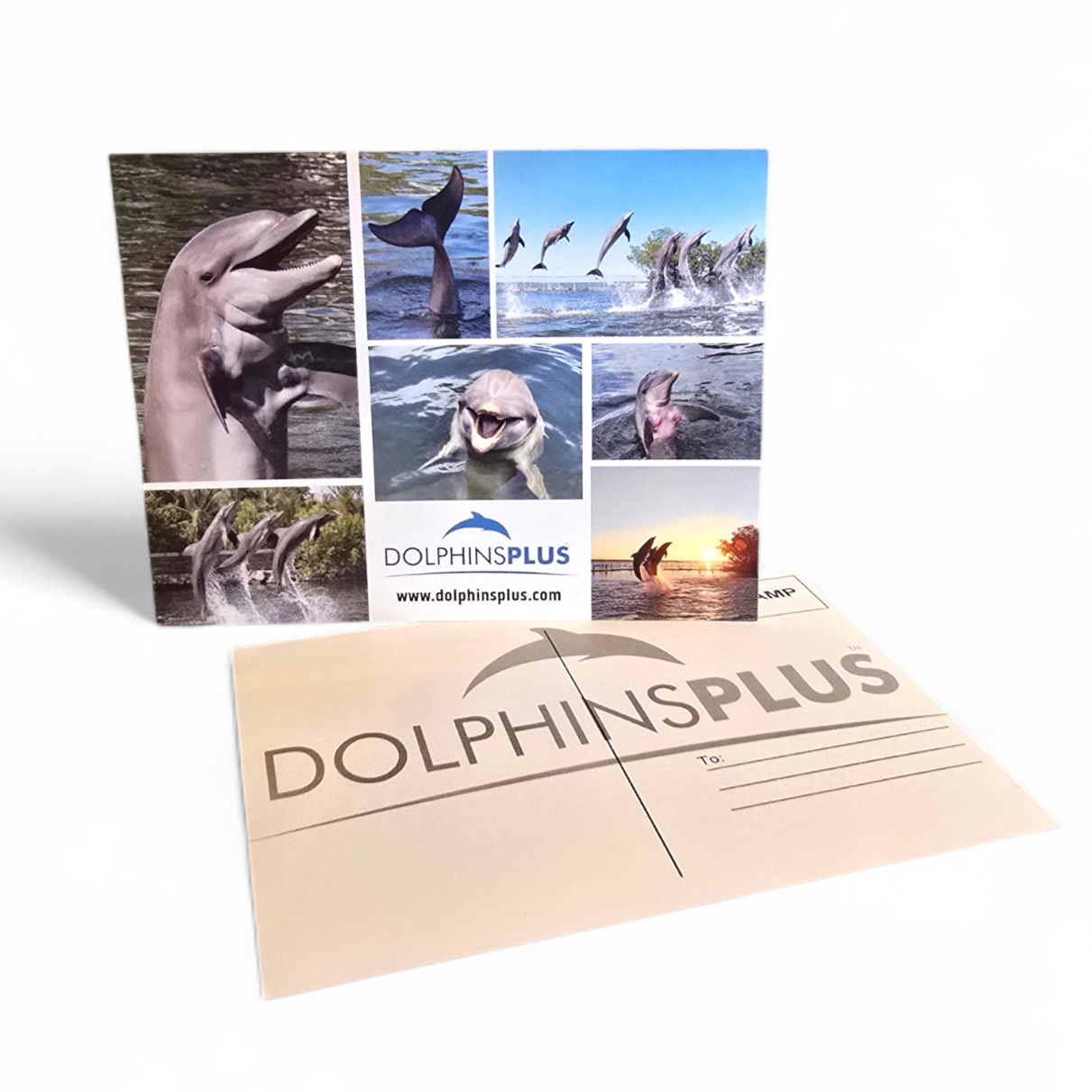 Dolphins Plus Post Card