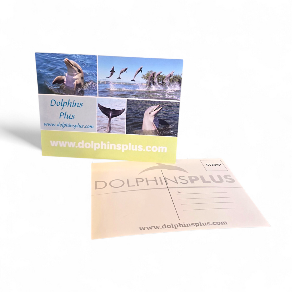 Dolphins Plus Post Card