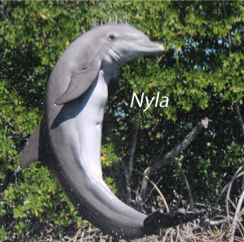 Dolphin Magnet