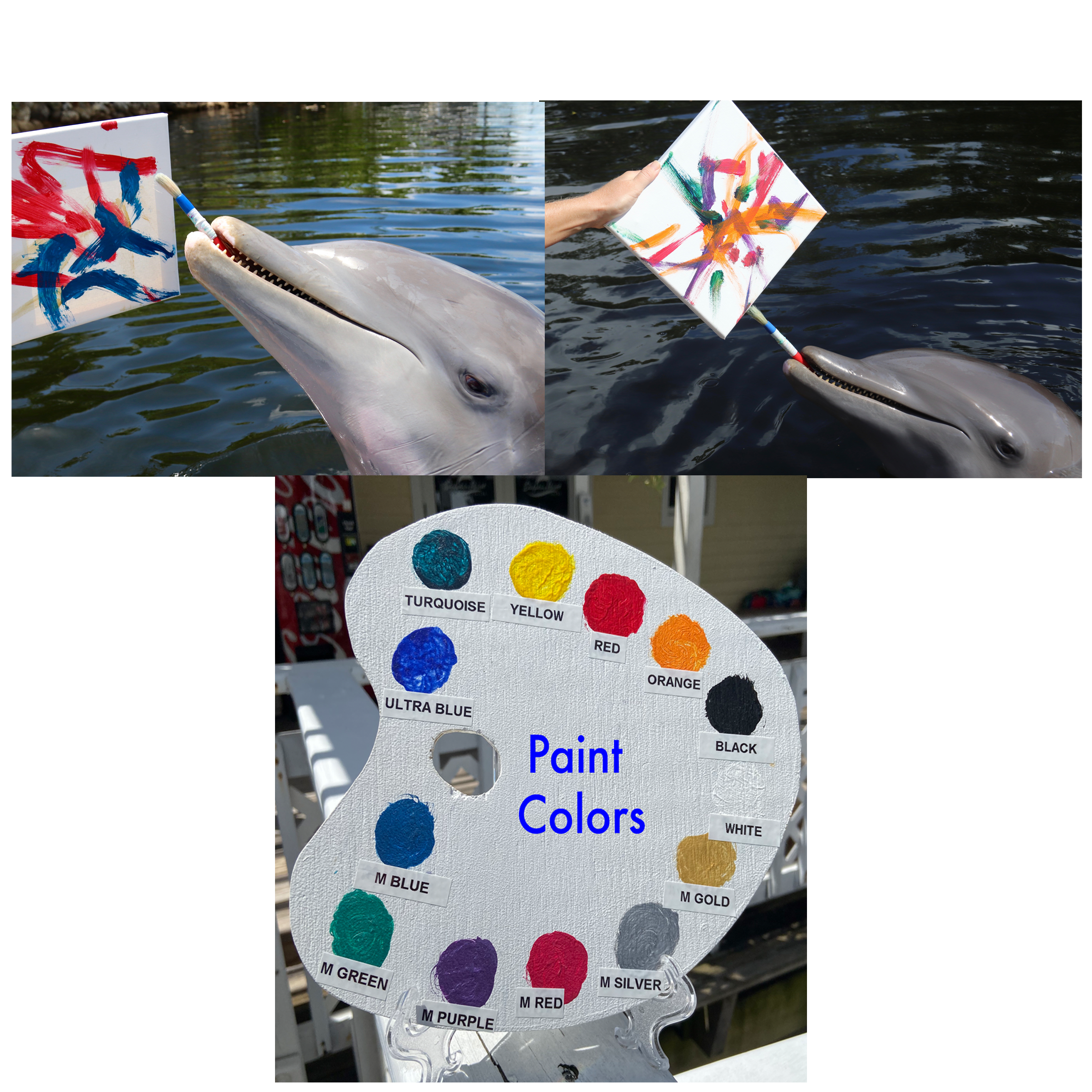Custom Dolphin Painted Canvas
