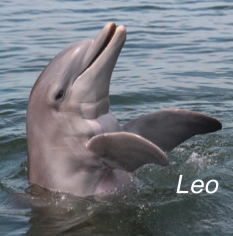 Dolphin Magnet
