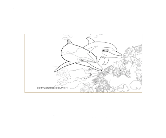 Book Dolphins Edition 1 Coloring Passport