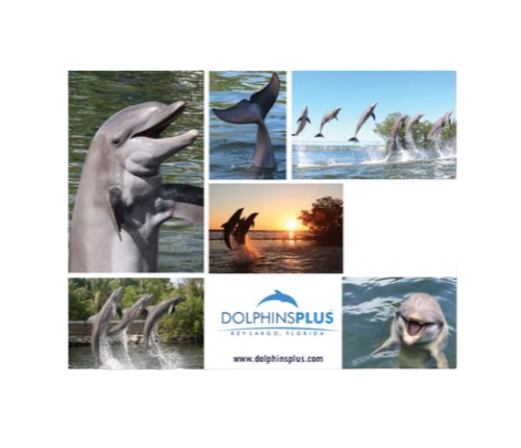 Dolphins Plus Post Card