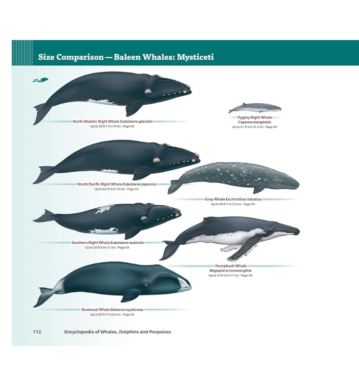 Book Handbook of Whales, Dolphins, and Porpoises of the World