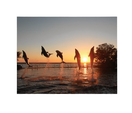 Dolphins Plus Post Card