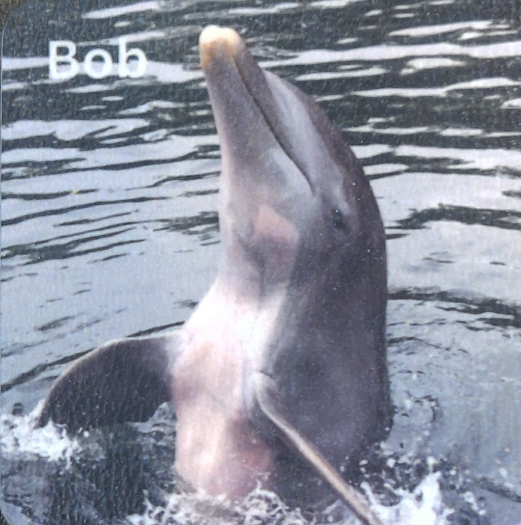 Dolphin Magnet