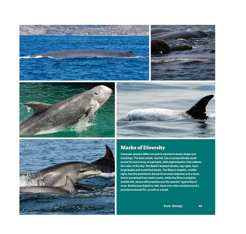 Book Handbook of Whales, Dolphins, and Porpoises of the World