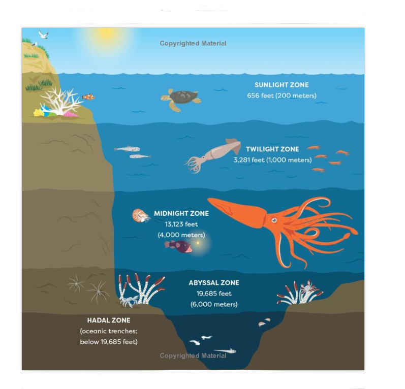 Book Ocean Animals for Kids