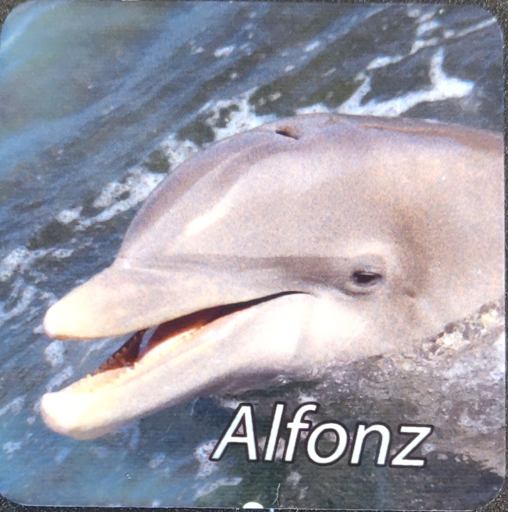 Dolphin Magnet
