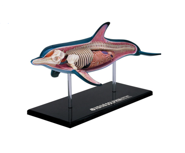 Toy 4D Dolphin Anatomy