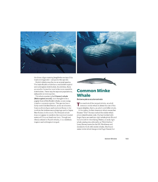 Book Encyclopedia of Whales Dolphins and Porpoises