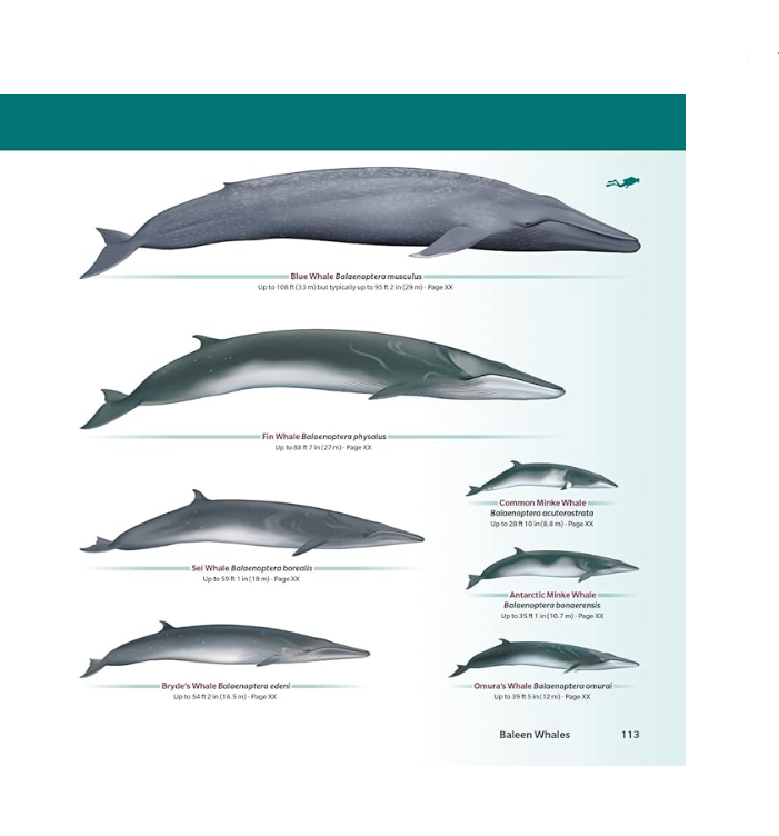 Book Handbook of Whales, Dolphins, and Porpoises of the World