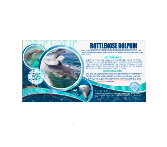 Book Dolphins Edition 1 Coloring Passport