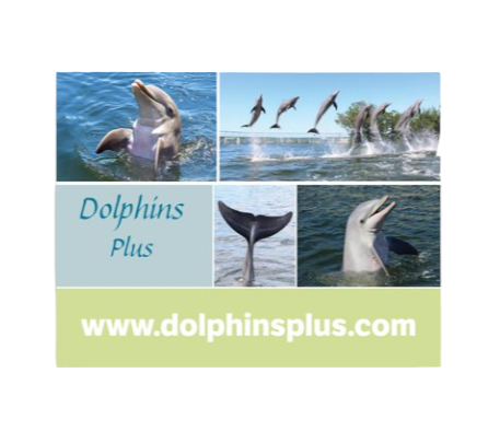 Dolphins Plus Post Card