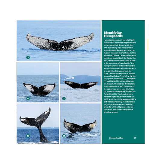 Book Encyclopedia of Whales Dolphins and Porpoises