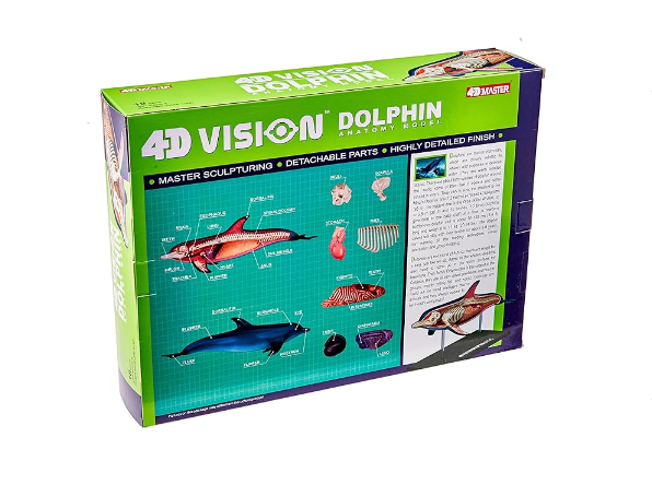 Toy 4D Dolphin Anatomy