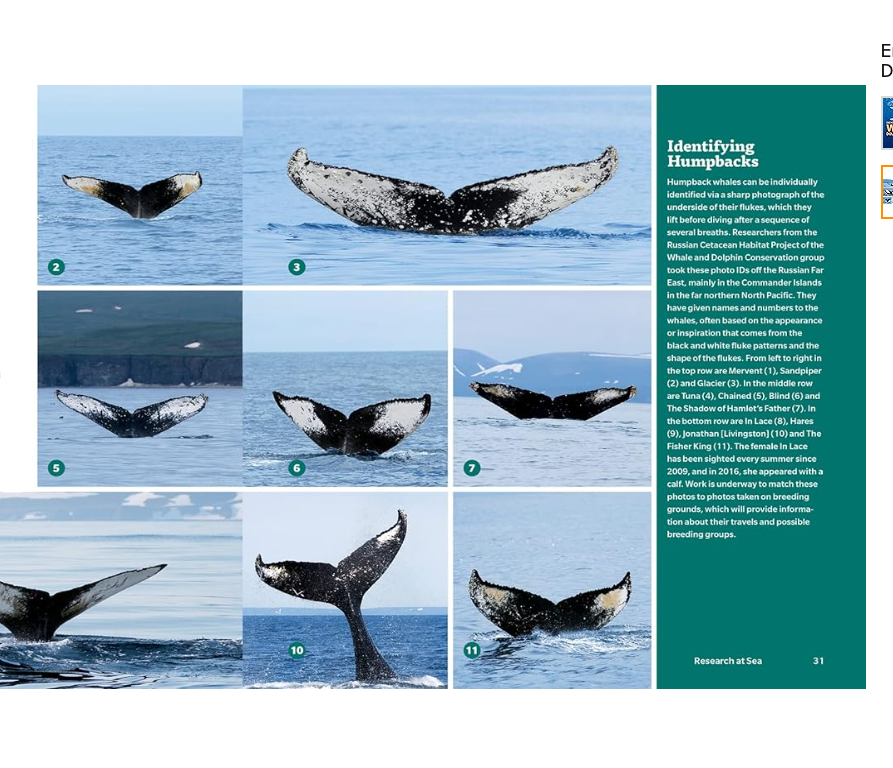 Book Handbook of Whales, Dolphins, and Porpoises of the World