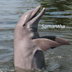 Dolphin Magnet